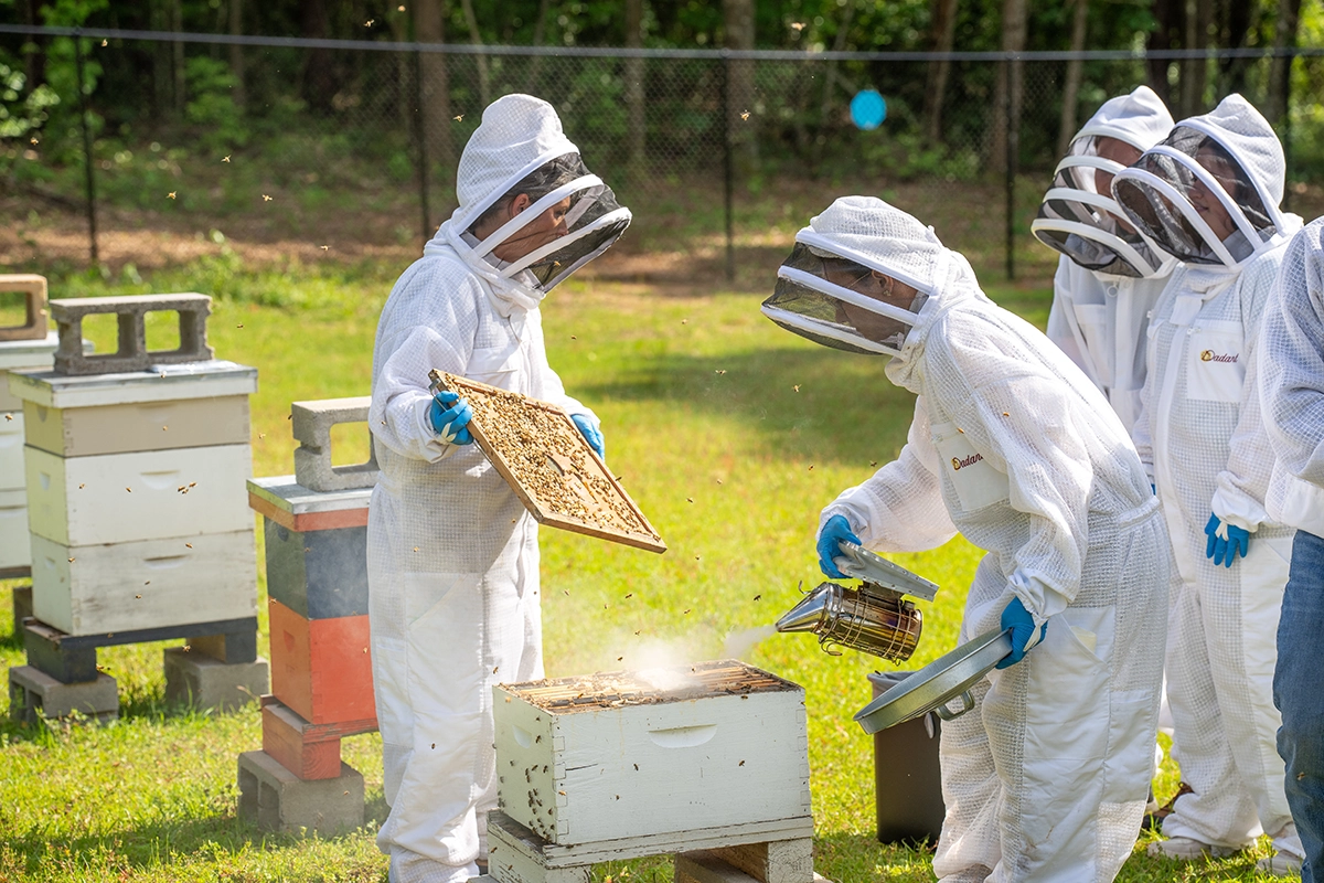 “Apiary” is the new buzz word